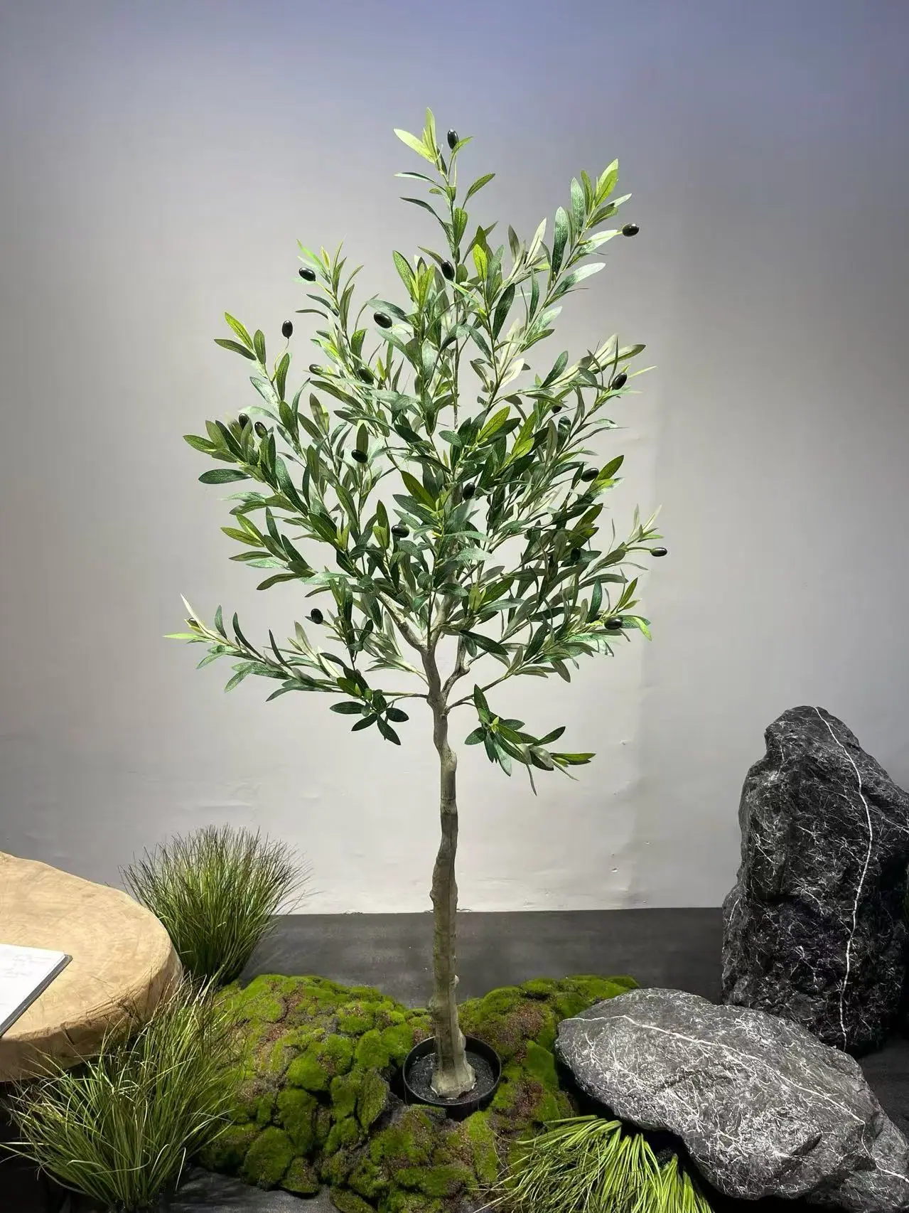 Finished olive tree checked for foliage colour consistency