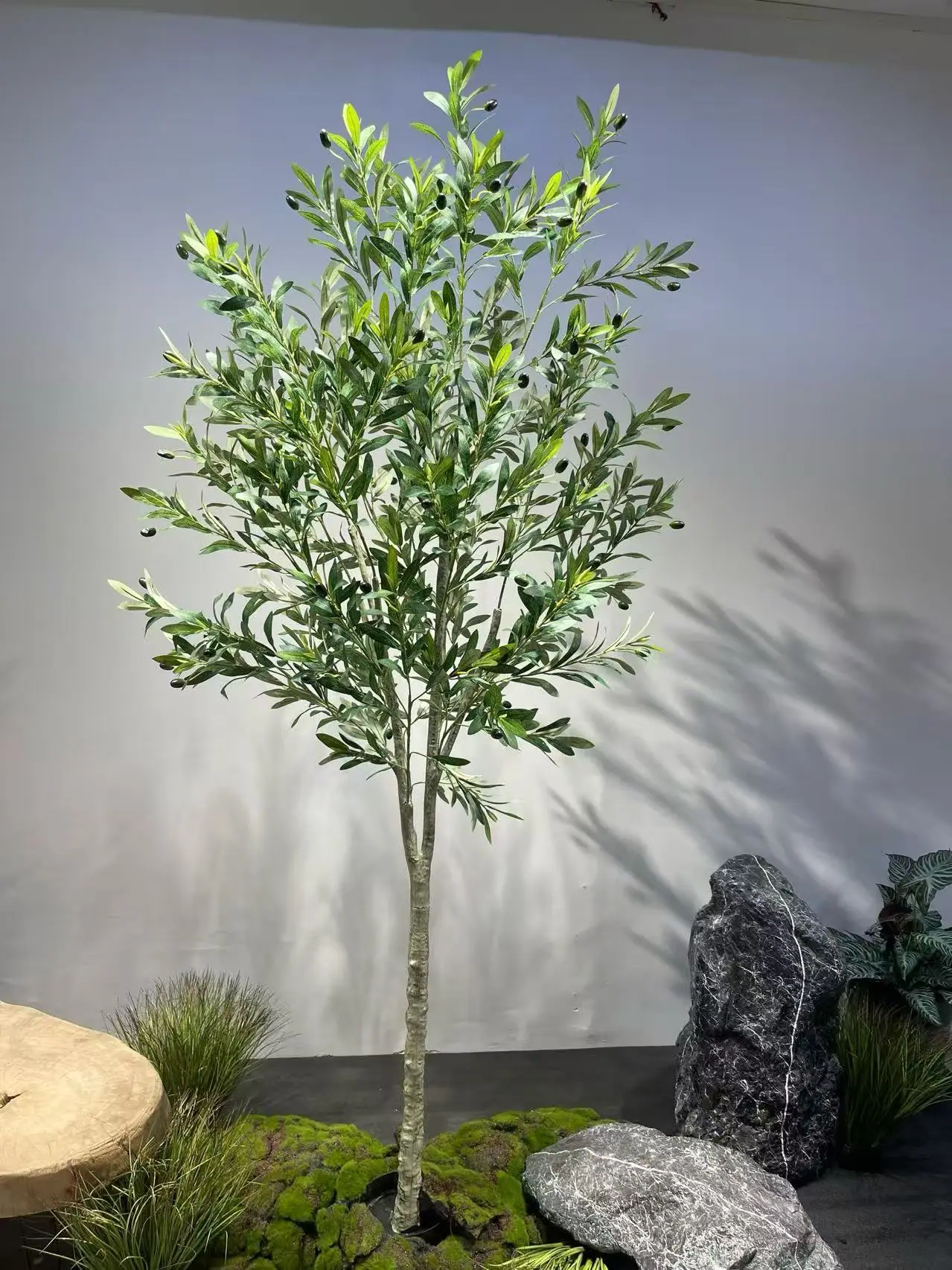 Shrub-form olive tree for low-profile outdoor planters