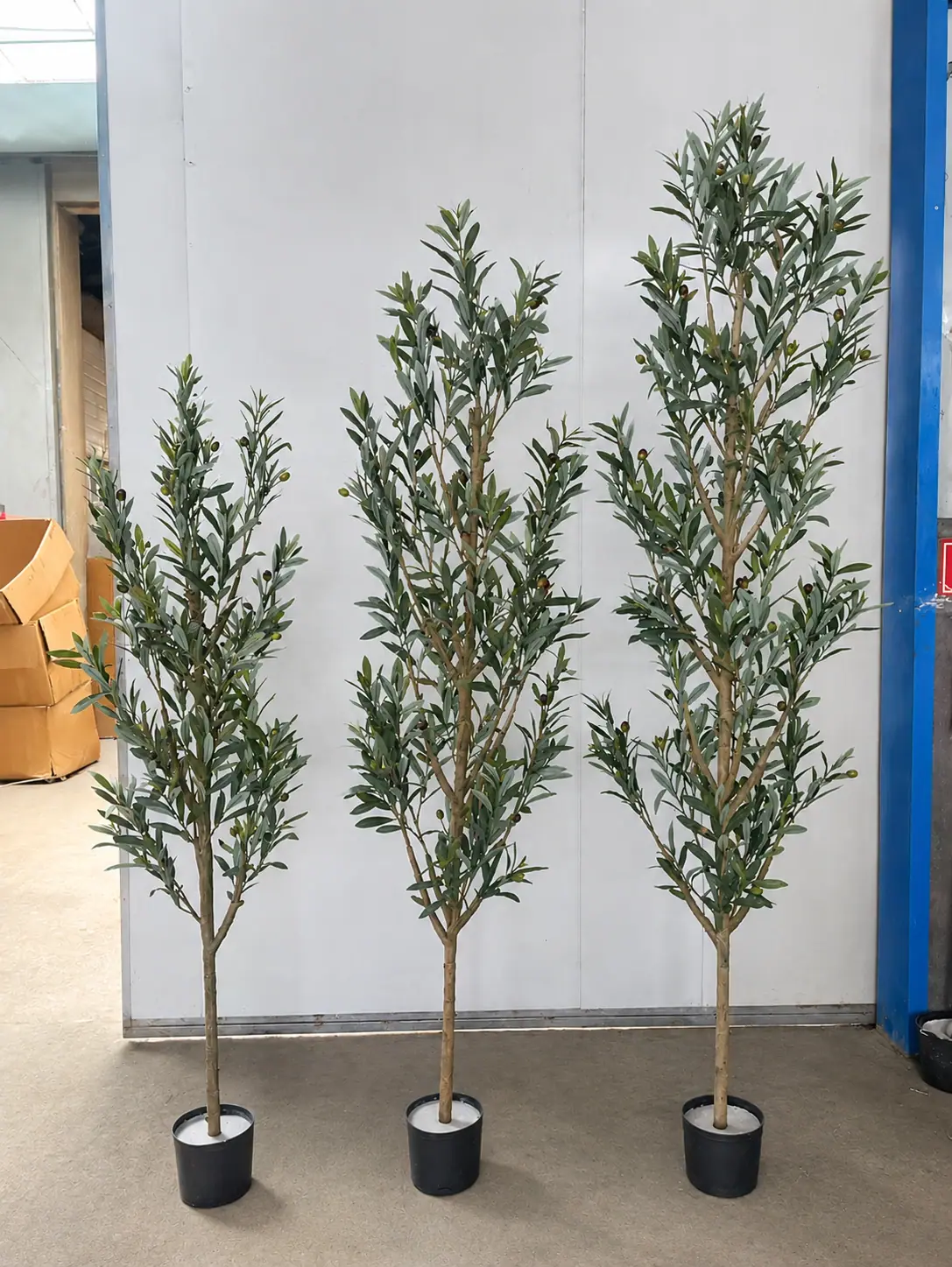 Olive tree nursery display in the showroom