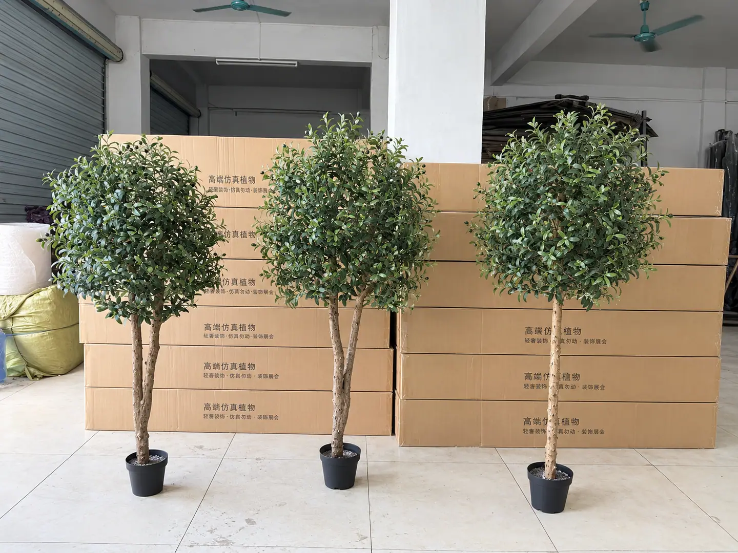 Finished ficus trees staged beside export cartons in the packing area